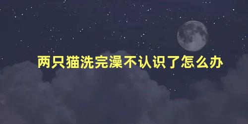 两只猫洗完澡不认识了怎么办