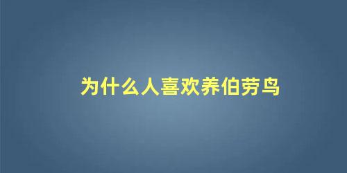 为什么人喜欢养伯劳鸟