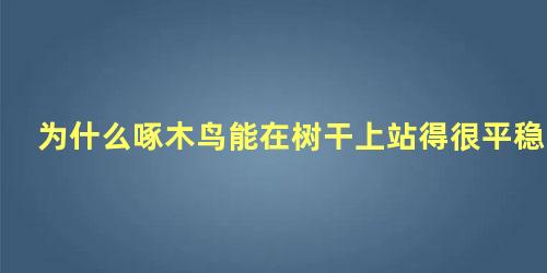 为什么啄木鸟能在树干上站得很平稳