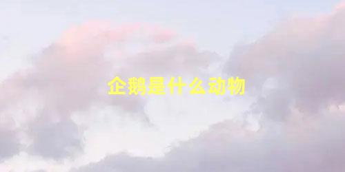 企鹅是什么动物