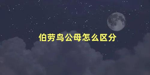 伯劳鸟公母怎么区分