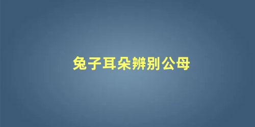 兔子耳朵辨别公母