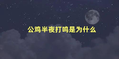 公鸡半夜打鸣是为什么