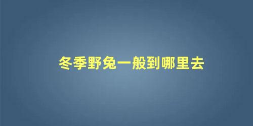 冬季野兔一般到哪里去