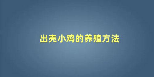 出壳小鸡的养殖方法