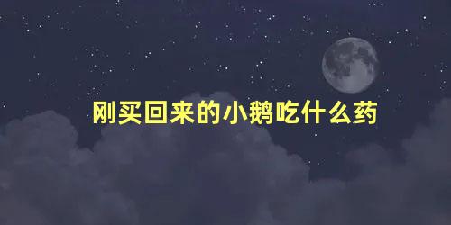 刚买回来的小鹅吃什么药