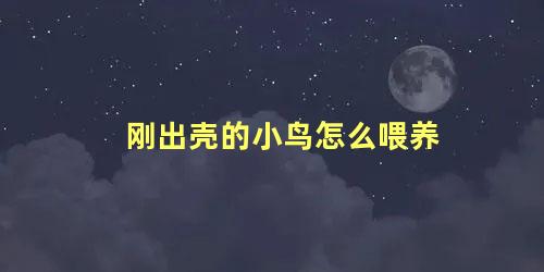 刚出壳的小鸟怎么喂养