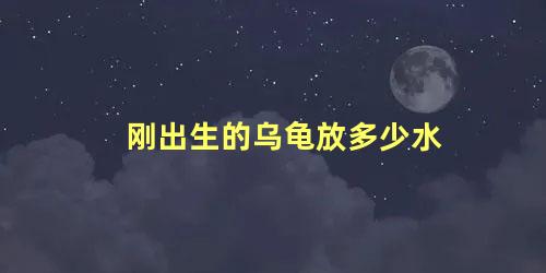 刚出生的乌龟放多少水