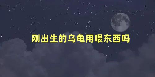 刚出生的乌龟用喂东西吗