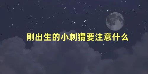 刚出生的小刺猬要注意什么