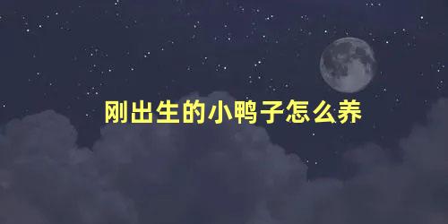 刚出生的小鸭子怎么养