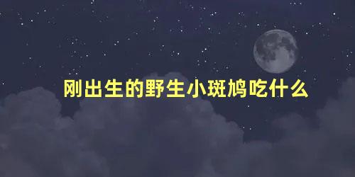 刚出生的野生小斑鸠吃什么