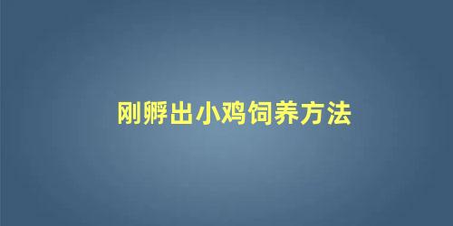 刚孵出小鸡饲养方法