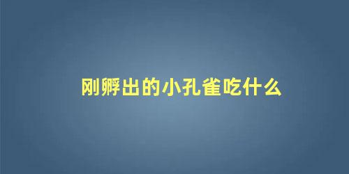 刚孵出的小孔雀吃什么