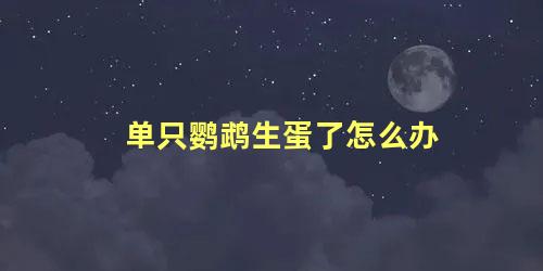 单只鹦鹉生蛋了怎么办