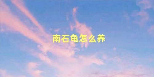 南石龟怎么养