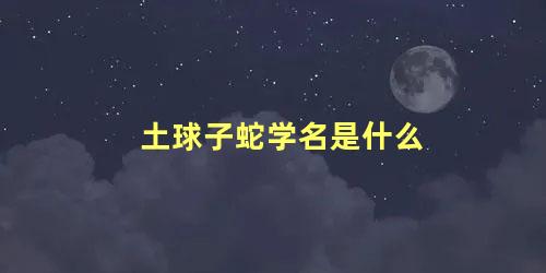 土球子蛇学名是什么