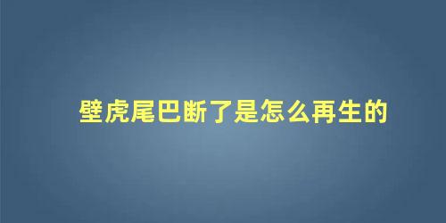 壁虎尾巴断了是怎么再生的