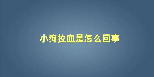 小狗拉血是怎么回事