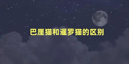 巴厘猫和暹罗猫的区别