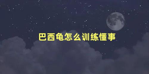 巴西龟怎么训练懂事