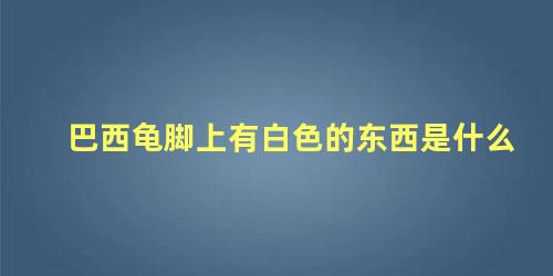 巴西龟脚上有白色的东西是什么