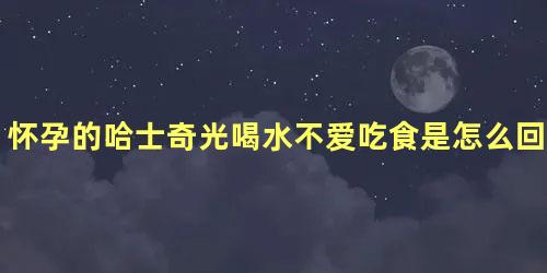 怀孕的哈士奇光喝水不爱吃食是怎么回事