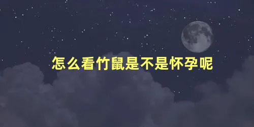 怎么看竹鼠是不是怀孕呢