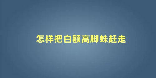 怎样把白额高脚蛛赶走