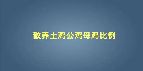 散养土鸡公鸡母鸡比例