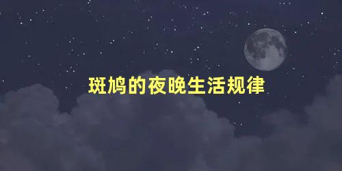 斑鸠的夜晚生活规律