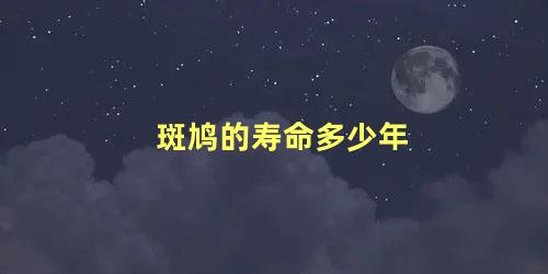 斑鸠的寿命多少年