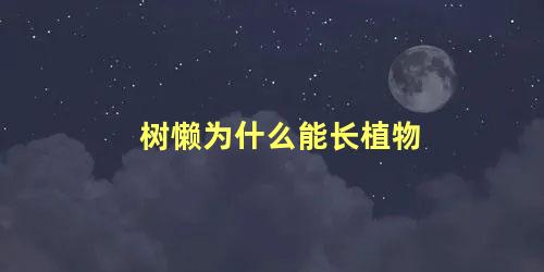 树懒为什么能长植物