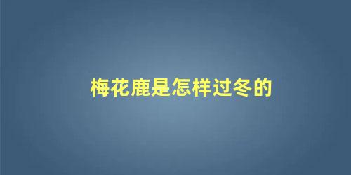 梅花鹿是怎样过冬的