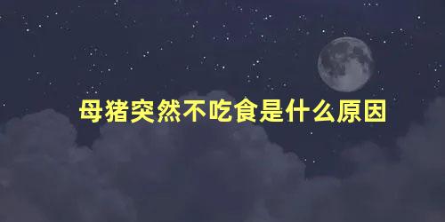 母猪突然不吃食是什么原因