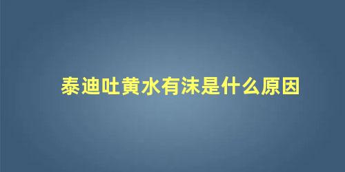 泰迪吐黄水有沫是什么原因