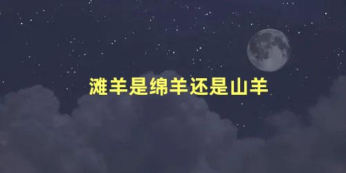 滩羊是绵羊还是山羊