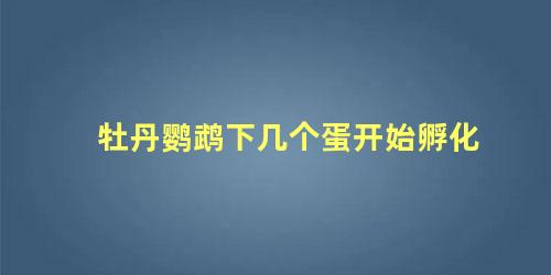 牡丹鹦鹉下几个蛋开始孵化