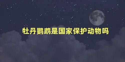 牡丹鹦鹉是国家保护动物吗