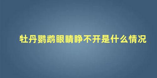 牡丹鹦鹉眼睛睁不开是什么情况