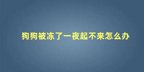 狗狗被冻了一夜起不来怎么办