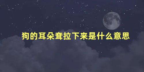 狗的耳朵耷拉下来是什么意思