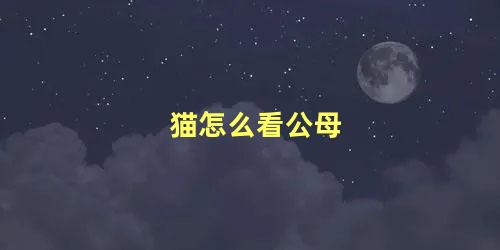 猫怎么看公母