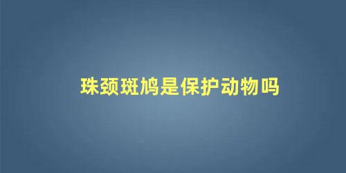 珠颈斑鸠是保护动物吗