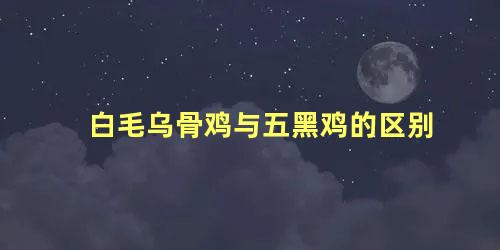 白毛乌骨鸡与五黑鸡的区别