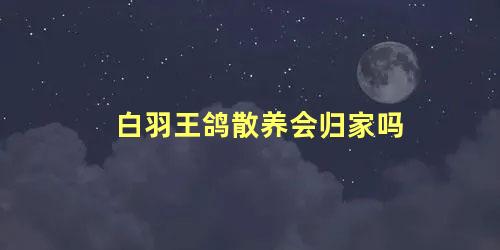 白羽王鸽散养会归家吗