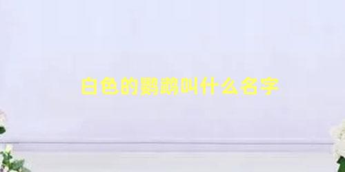 白色的鹦鹉叫什么名字