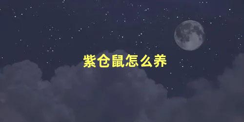 紫仓鼠怎么养