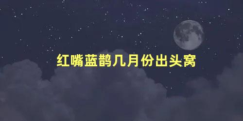 红嘴蓝鹊几月份出头窝