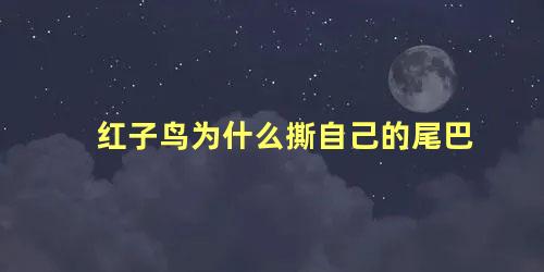 红子鸟为什么撕自己的尾巴